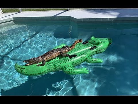 Alligator Found Relaxing on Alligator Pool Float in Airbnb Pool