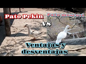 Peking Duck VS Muscovy Ducks 🦆 Advantages of their breeding