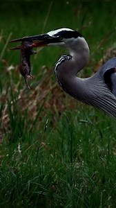 1.5K views · 14 reactions | Heron hunting gophers with amazing success #Birds | Review Birds News | Facebook