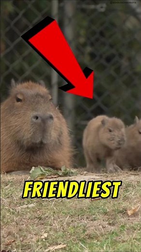 Why Are Capybaras So Friendly With Everyone?