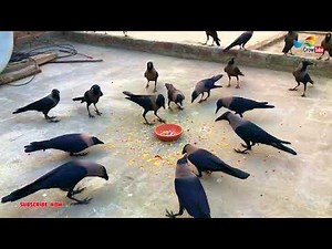 Crow Sounds | Talking Crow | Crow Calling For Foods, P-15