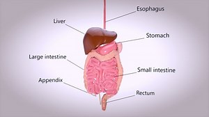 3D concept design of a digestive system