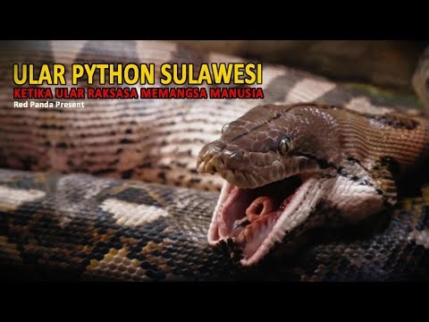 ULAR PYTHON BESAR PEMANGSA MANUSIA DI SULAWESI