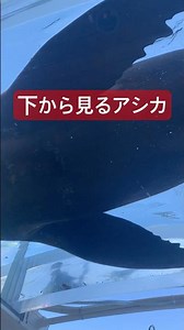 下から見るアシカ #水族館 #迫力 #癒し