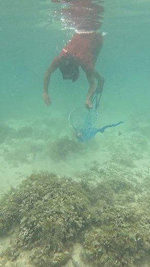 331K views · 1.8K reactions | Spider shell | Ran Olivares | Facebook