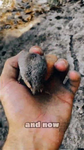 This Tiny Mole Has Super Strength 🐾💪