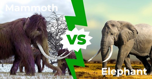 Mammoth vs. Elephant: Comparing These Two Behemoths