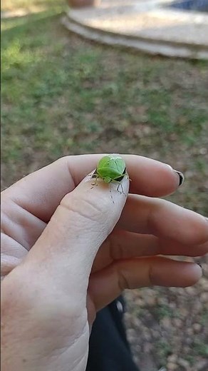 Little Green Soldier Bug 🪲