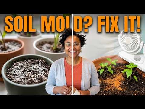 Easily Remove Mold on the Soil of Indoor Plants in 3 Steps NOW
