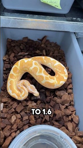 The Cutest Baby Snake You’ll Ever See #CuteAnimals #BabySnake #AdorableWildlife