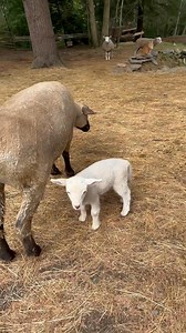 20K views · 2.2K reactions | Heart Strings Pulled Alert Mother Nature can try to be so very kind. Although this wee lamb  was separated from his real Momma for five days and she would not accept him as her own. He still has the instinct to search for milk from an utter If only Annie had milk, she would absolutely be feeding this boy. I’ve been watching her closely and she’s truly acting like he’s her very own baby. So special for them both | Our Farmacy | Facebook