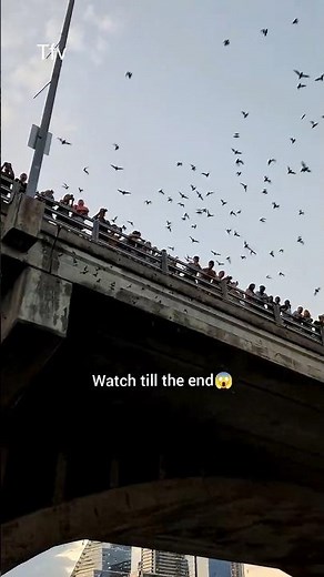 1.5 Million Austin Bats! 🦇 (Watch Till the End)