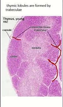 Thymus histology features #histology #shorts