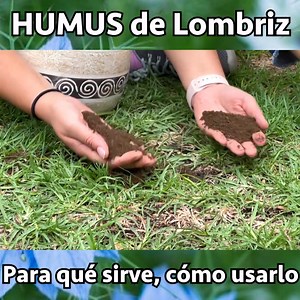 🌿El Humus de Lombriz es un fertilzante que proviene del proceso de descomposición de materia orgánica gracias a las lombrices californianas. Implementar su uso en tu jardín o huerto hará que éste se desarrolle en óptimas condiciones, lleno de nutrientes, vitaminas y minerales que fortalecerán tu planta. Este fertilizante nutre totalmente la tierra que usarás en tu jardín, equilibrando su pH para un mejor uso y mejores resultados.🌿 | Agrorganicos
