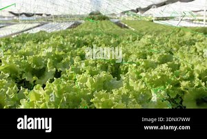 Wireframe overlay appearing over lettuce troughs scanning leaves and mapping bed layout. Agriculture, precisionfarming, technology, sustainability, modern, ecofriendly, automation Stock Video Footage - Alamy