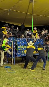 Mexican tamed by bull