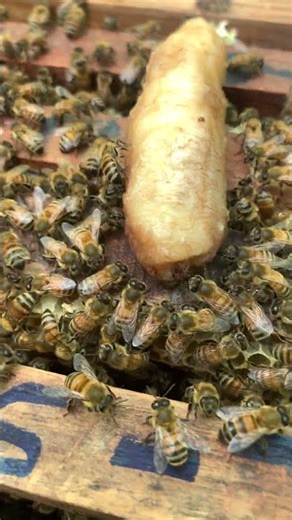 Healthy Hive Check 🐝🔎 | Beekeeper Inspection