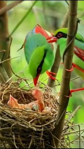 Common Green Magpie, A Species of Crow's and Jay's (Corvidae) Scientific name Cissa Chinensis, The common green magpie (Cissa chinensis) is a member of the crow family, roughly about the size of the Eurasian jay or slightly smaller. In the wild specimens are usually a bright green colour (often fades to turquoise in captivity or with poor diet as the pigment is carotenoid based), slightly lighter on the underside and has a thick black stripe from the bill (through the eyes) to the nape. Compared