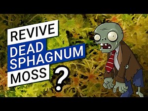🌿 How to revive dead sphagnum moss 💀 (can dried sphagnum grow again?)