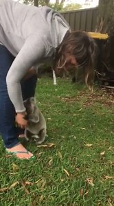 1.9K views · 20 reactions | Baby koala fails at climbing the tree head first... | Funbuzznow | Facebook