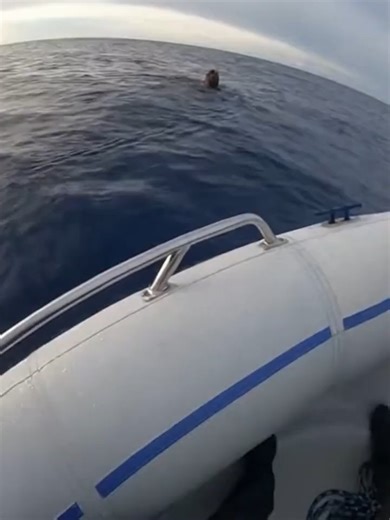 He was already too close… #pov #rescue #animal #closecall #moment