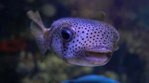 Premium stock video - Spot-fin porcupinefish (diodon hystrix), also known as the spotted porcupinefish