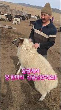 I received a sheep as a gift from Mongolia!!