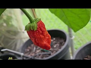 7 Pot Bubblegum