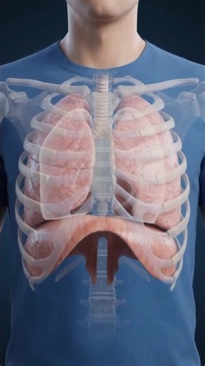 How Your Lungs Actually Work