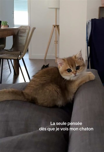 Mon chaton est tellement mignon !