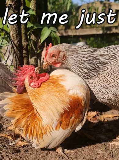Cute Chickens and Their Care Tips