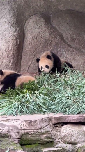 云朵家相敬如宾的母女关系#大熊猫云朵 #大熊猫云朵崽 #来这吸熊猫 #熊猫宝宝 #一起来看大熊猫