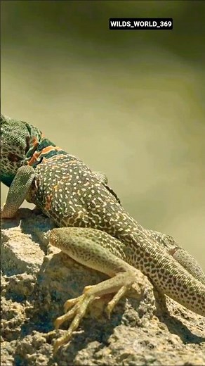 Dangerous Lizards 🦎 | The Deadly Reptiles of the Wild #shorts #facts #animals #wildlife