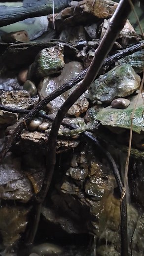 Mangshan viper (Protobothrops mangshanensis) exploring the waterfall | Reptilandia Reptile Lagoon