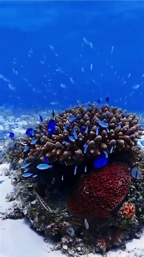 Have you ever seen fireworks blooming under the sea?