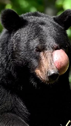 Exploring AI Impacts on Animal Behavior