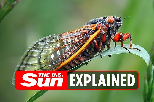 What do cicadas eat?
