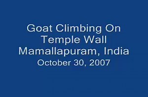 Goat climbs nearly vertical wall.