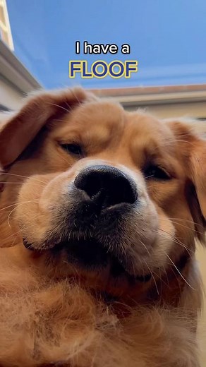 Adorable Doggos Showcase Their Floofiness