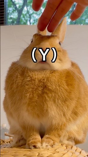 【Bunny lips】うさぎの（Ｙ）を堪能しませんか？ #うさぎ #rabbit #bunny #shorts