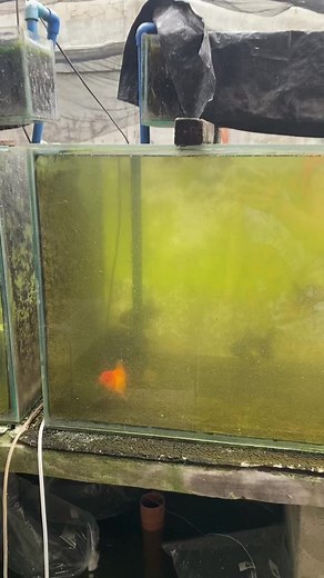 3.2K views · 42 reactions | Mag water change nasad ta #waterchange #changewater #aquariumlife #aquariumhobby #aquarium #fbreels #reelsfb #goldfishtanks #tips #waterchangetips #cleaningtips #clean #goldfish #hobby #cleaning | Mj Aquatics Bulingit Line | Facebook