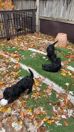We do not care if it’s raining! We will play outside anyway. #weloveourpups #blacklabradoodlesofinstagram #blacklabradoodles #cutenessoverload #puppytraining #learning #australianlabradoodlebreeder #gatewayaustralianlabradoodles #australianlabradoodles | Gateway Australian Labradoodles | Facebook