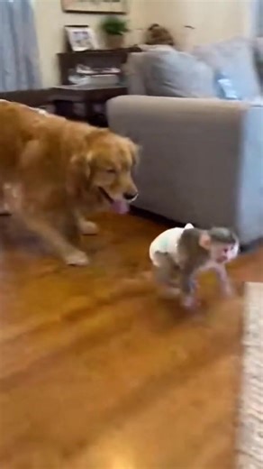 Dog and Baby Monkey Playtime Fun