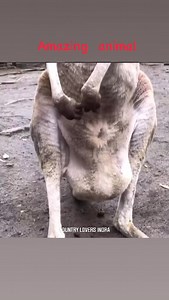 Amazing animal kangaroo in Japan 🇯🇵 Oita safari | Country lovers indra