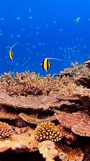 Go with the flow. The stunning Moorish Idol. The biodiversity of the Great Barrier Reef is pretty phenomenal, especially when it comes to fish, with around 1625 species calling it home. With so many different shapes, colours and patterns, it’s easy to see how identifying them can sometimes be tricky. Try to notice as many details as you can, or grab a quick photo or video. And if you’re curious to learn more, just ask your guide, they’ll be more than happy to help, and if they can’t ID the fish 
