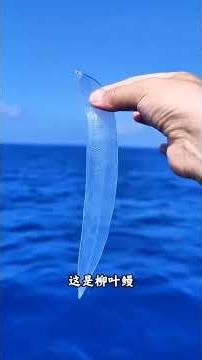 Surprise Finds at the Beach: Can You Take Them Home? BeachTreasures OutdoorAdventures