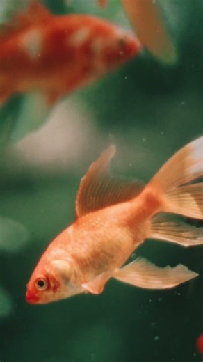 Goldfish and Betta Fish for Cats to Watch #aquarium #clownfish #fishtank