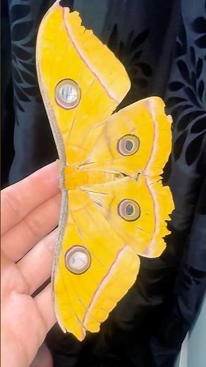 Have you ever seen such a pretty moth! ☀️ #moths