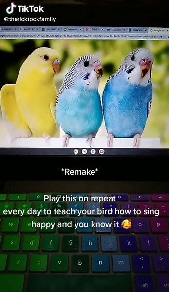 Songs to Make Your Parrot Sing and Happy