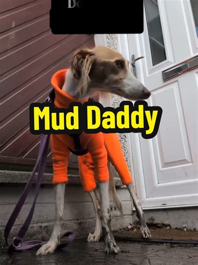 @Mud Daddy is the one for dog owners during the winter. Absolutely must have, just fell with hot water before you walk and it'll be nice and warm to rinse off after you're done. #dog